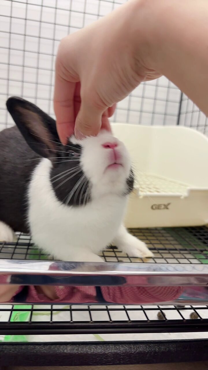 うさぎのしっぽ恵比寿店 on X: 