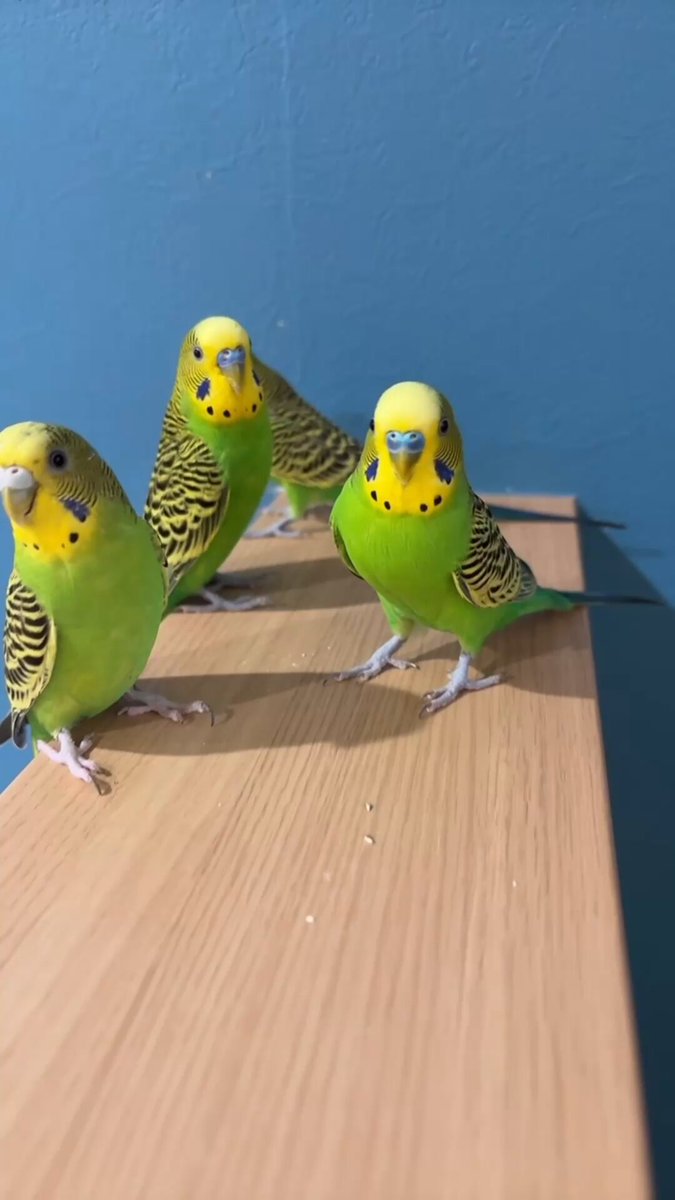 愛用していたインコです Subtitles] So touched! Budgie lends his precious ball to