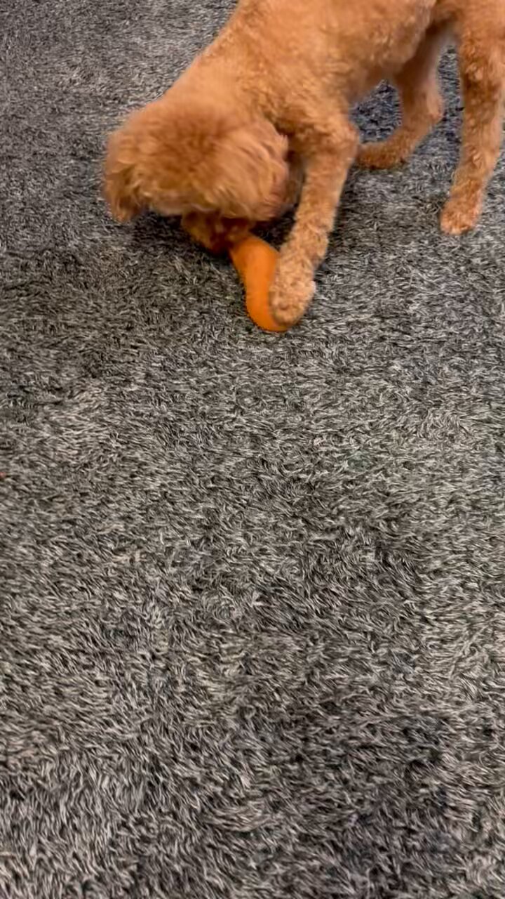 犬好き 犬好き〜 - Cerca / X