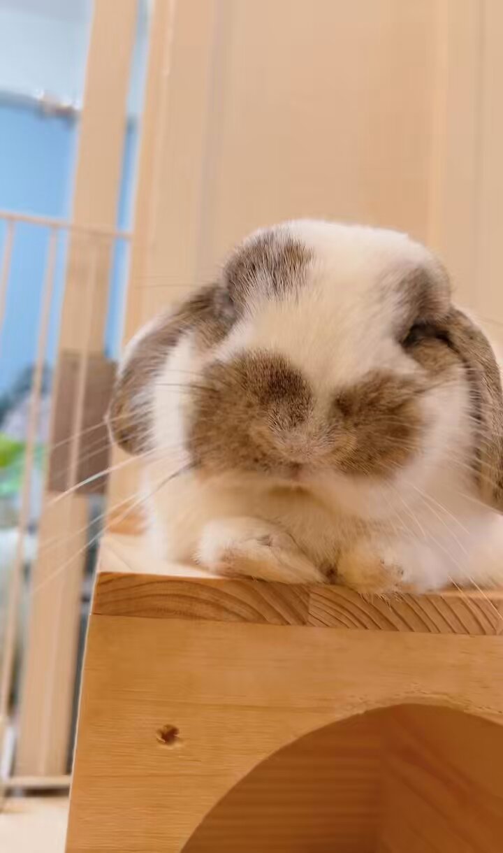 うさぎ_(・×・_∪⌒)ο うさぎのしっぽ横浜店 on X: 