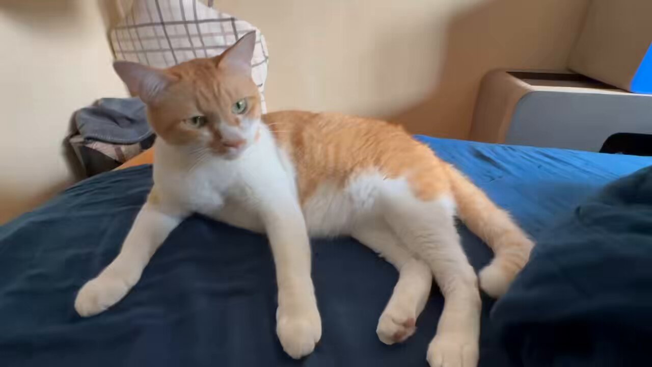 ねこ 章月綾乃 on X: 