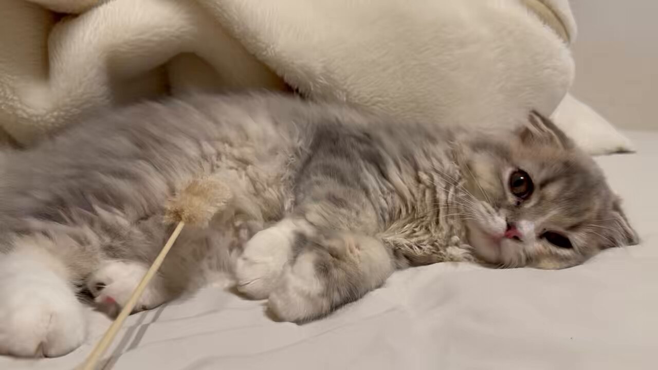 ねここ migKhro8bSitw5zJ.jpg
