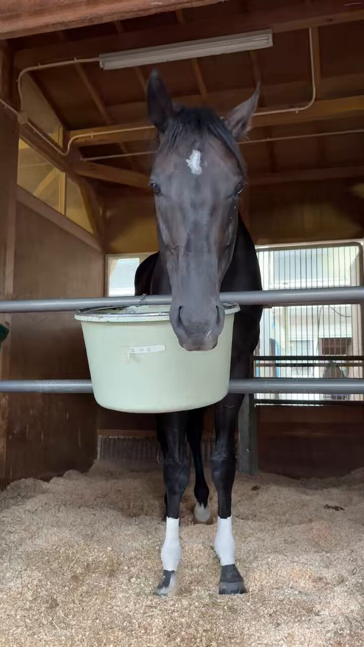 🍀ぴよこ🐴🐎🍌🐟NYツアー1＆2弾A🇯🇵🇺🇸 (@a_kinoko) / X