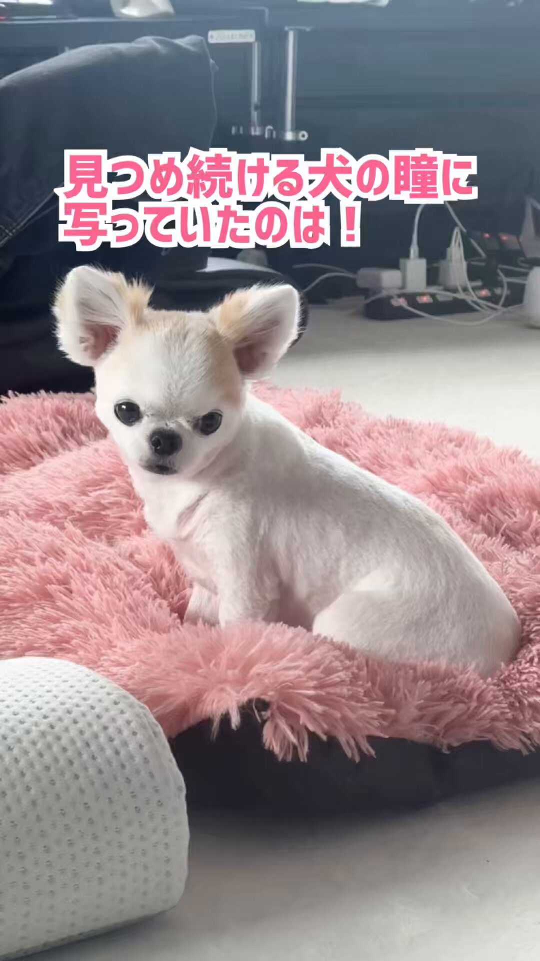チワワ、うめ様ご確認用 choppi on X: 