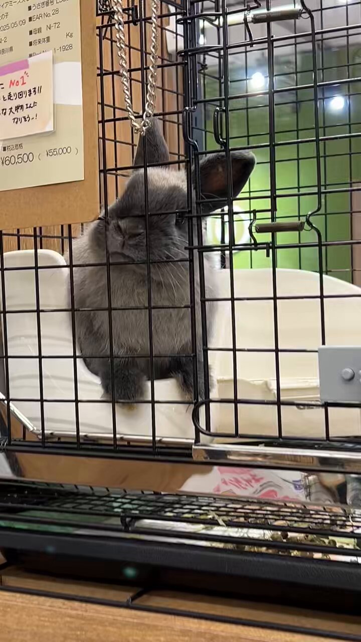 うさぎのしっぽレイクタウン店 on X: 