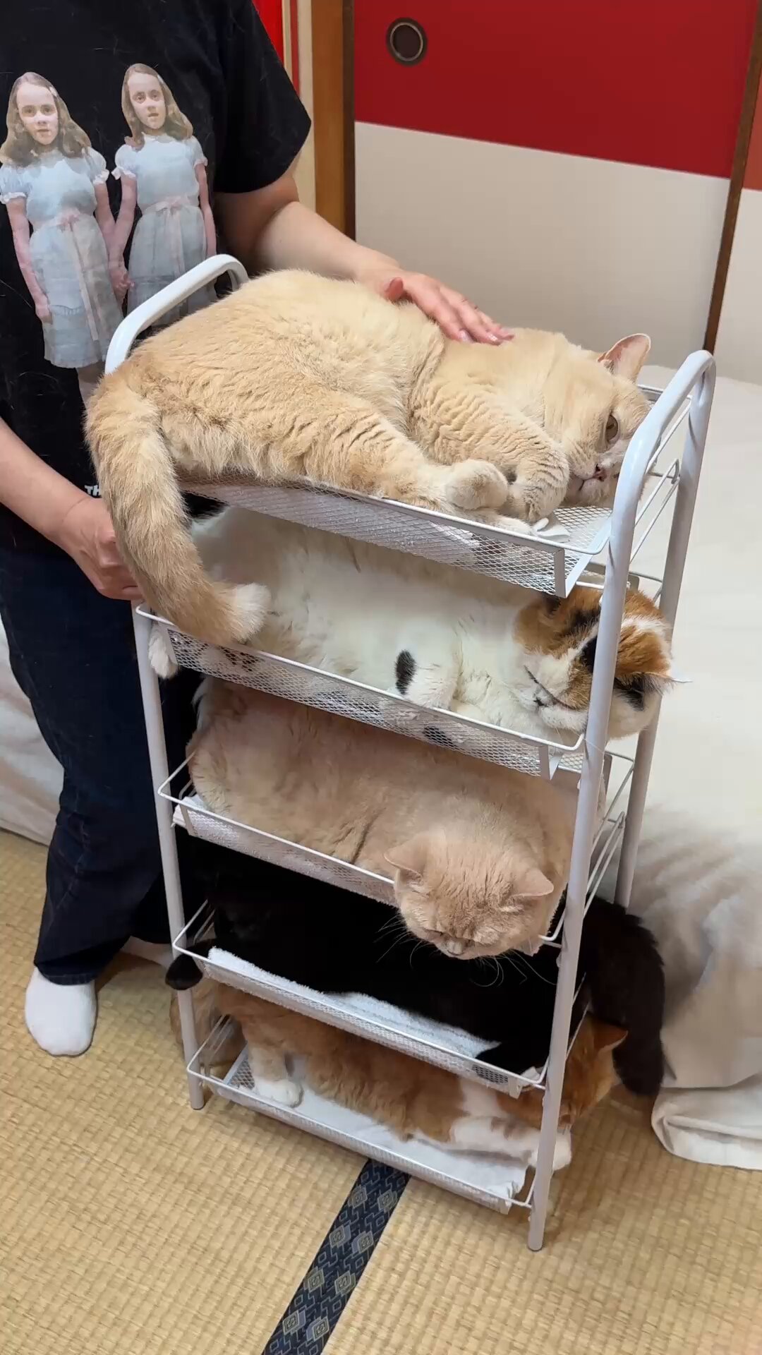 猫 ち～ on X: 