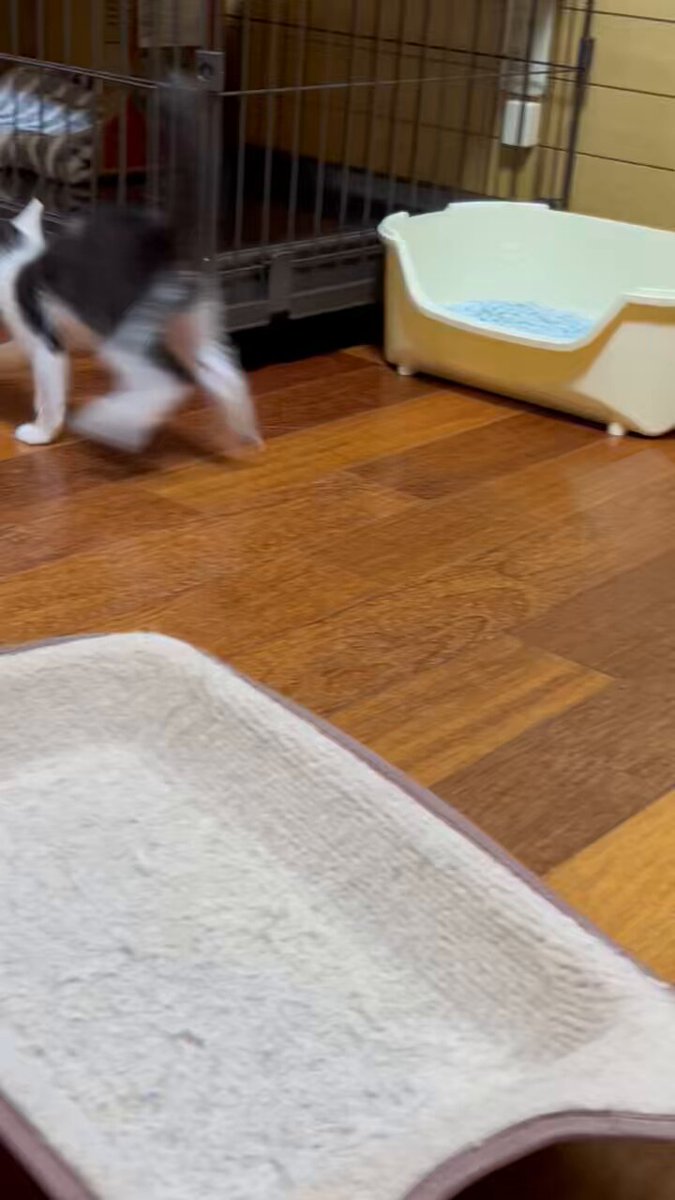 にゃん様　3月お取置き Amazon.co.jp: 【ごろごろにゃんすけ】ミニ封筒セット(よろしく