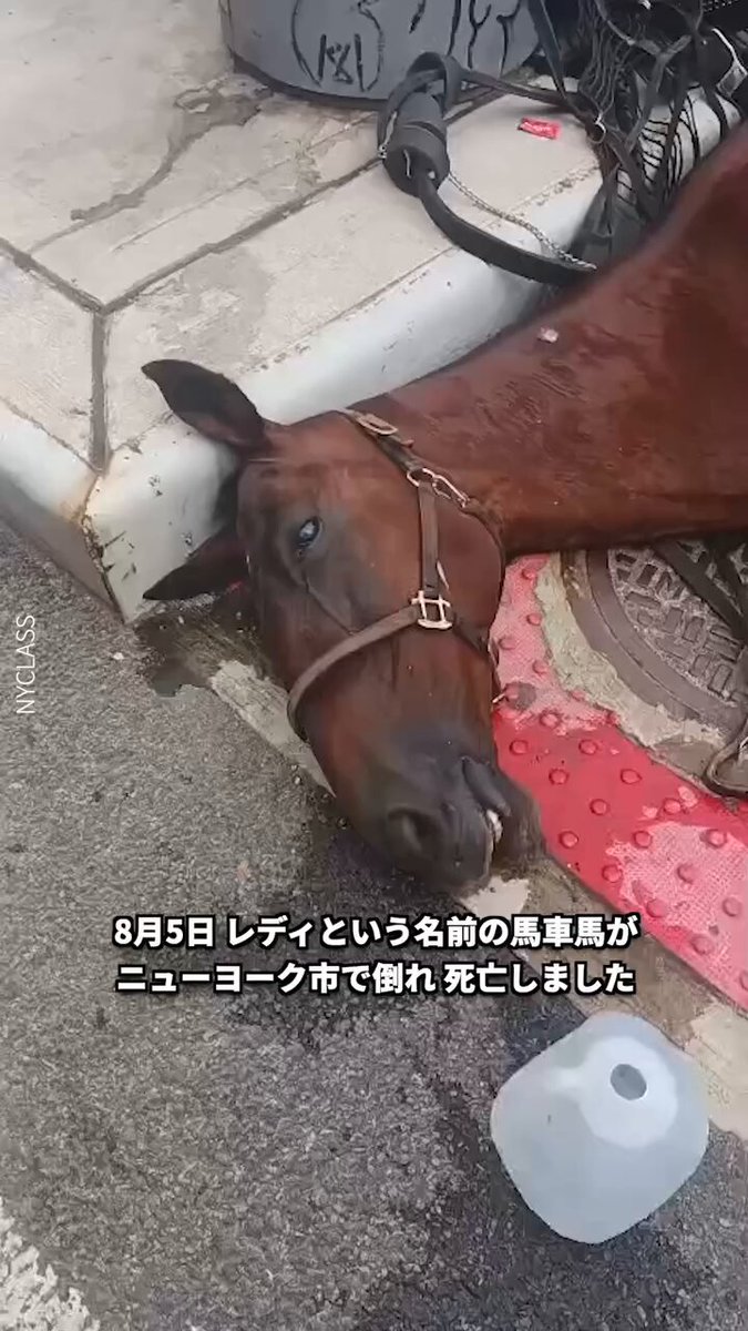 動物の権利 動物の権利 (〈1冊でわかる〉シリーズ) | デヴィッド・ドゥ