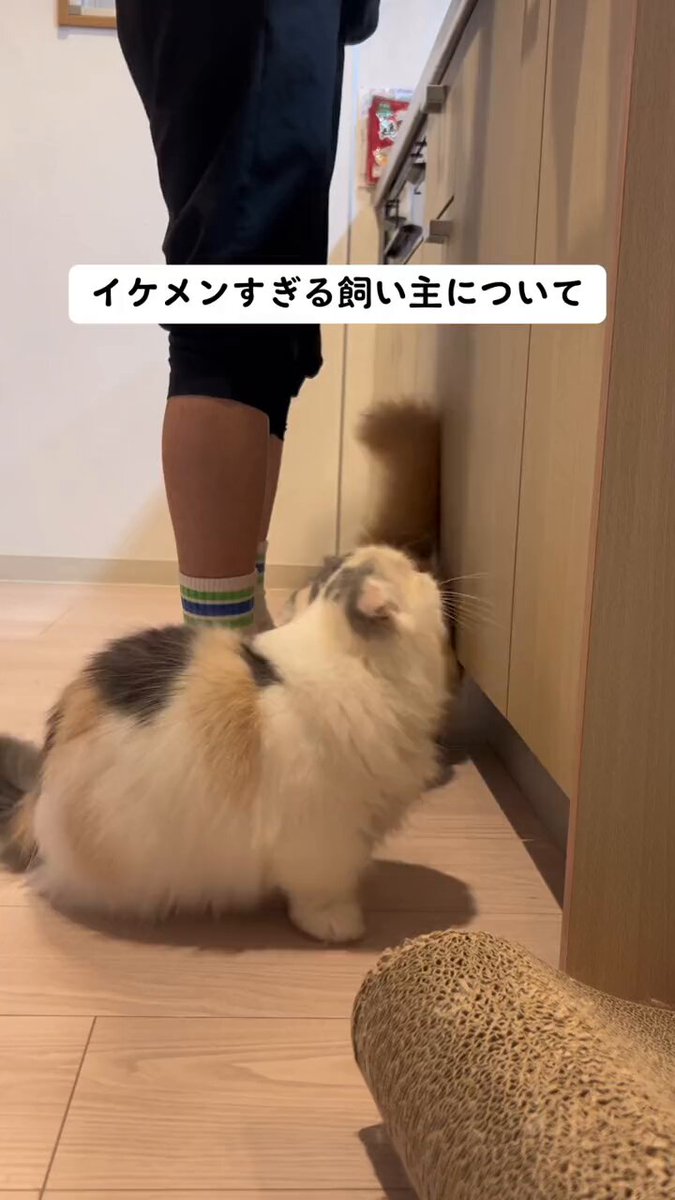 うさねこ様 うさねこ様