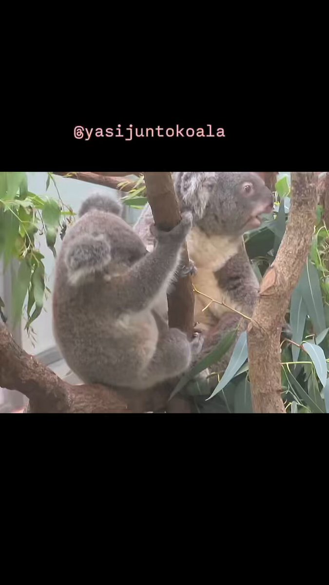 yasijun🐨🐨🐨コアラーイラストレーター on X: 