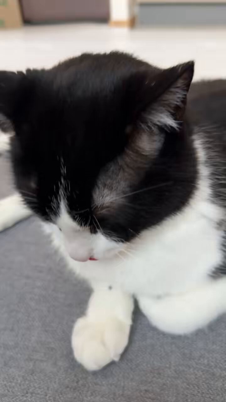 ねこハチ様 ねこハチ様確認用 - メルカリ