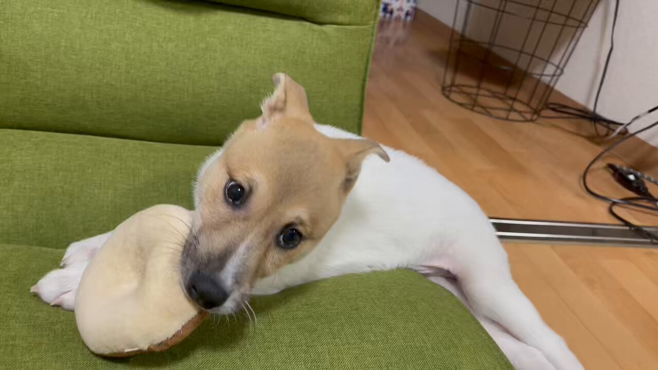 * vintage dog ❀ * ツートーンの可愛い ワンちゃん Dog Bag 2way 犬デザイン バッグ 2種セット ワンちゃん - メルカリ