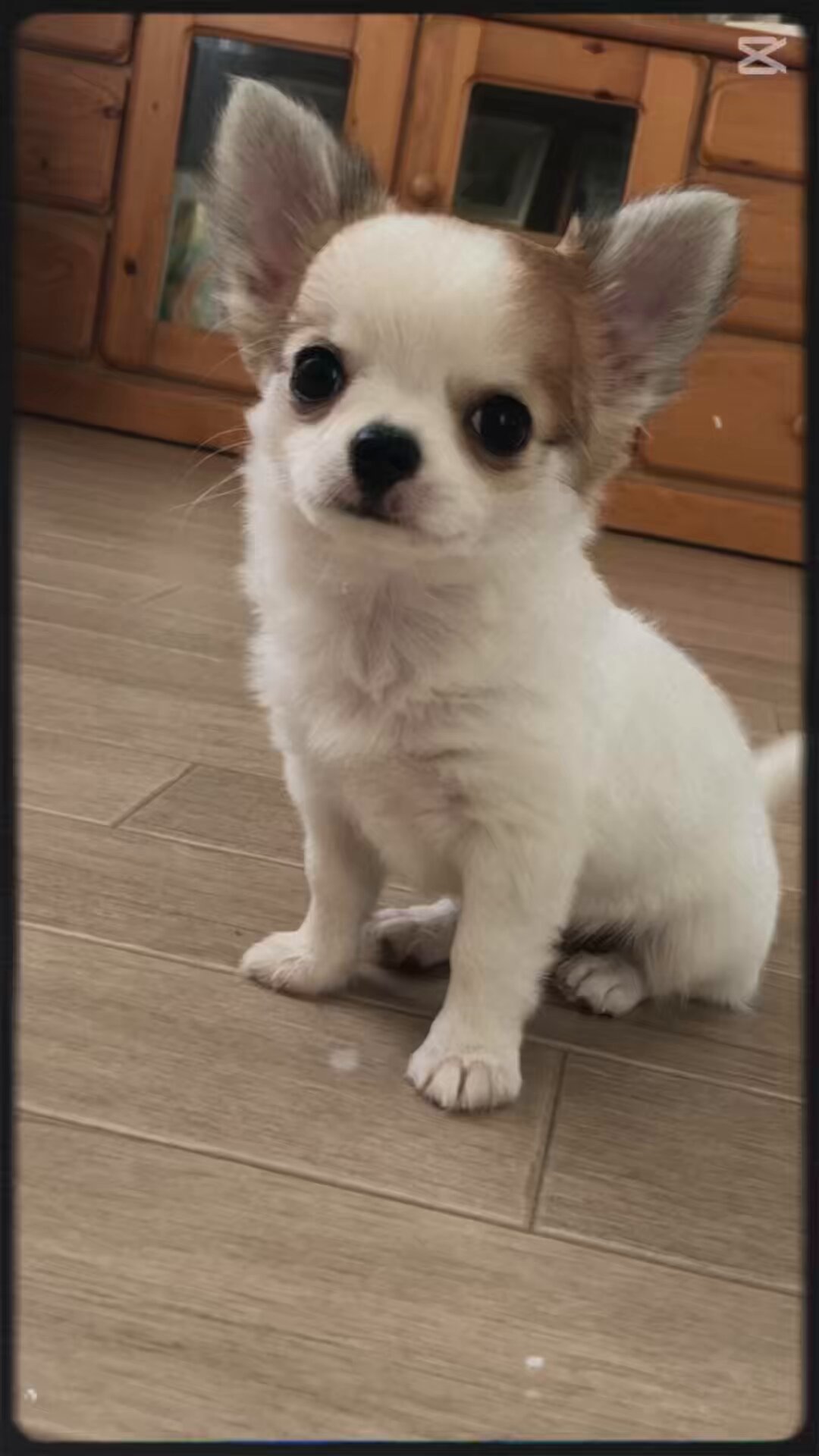 choppi on X: 