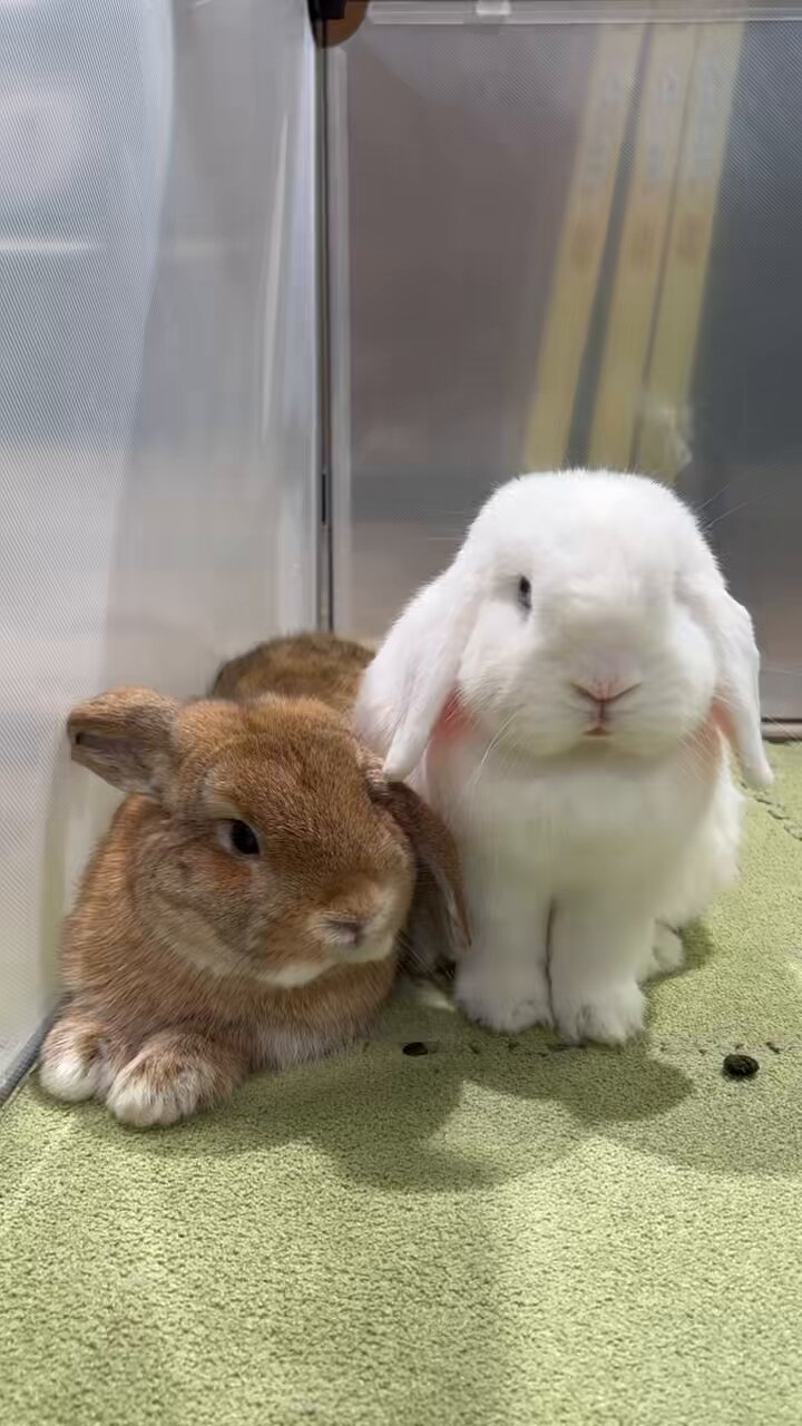 うさぎのしっぽ横浜店 on X: 