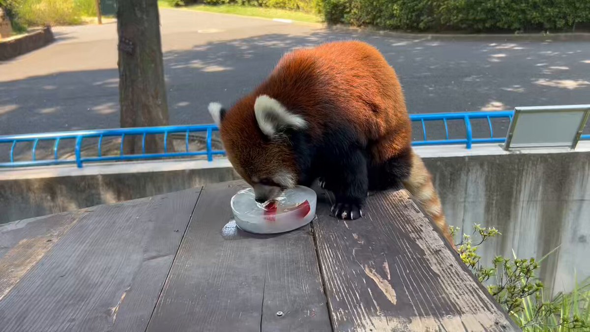 レッサーパンダ - Search / X