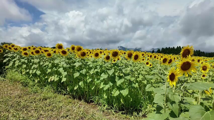 向日葵ページ PT292_02-640wri.jpg