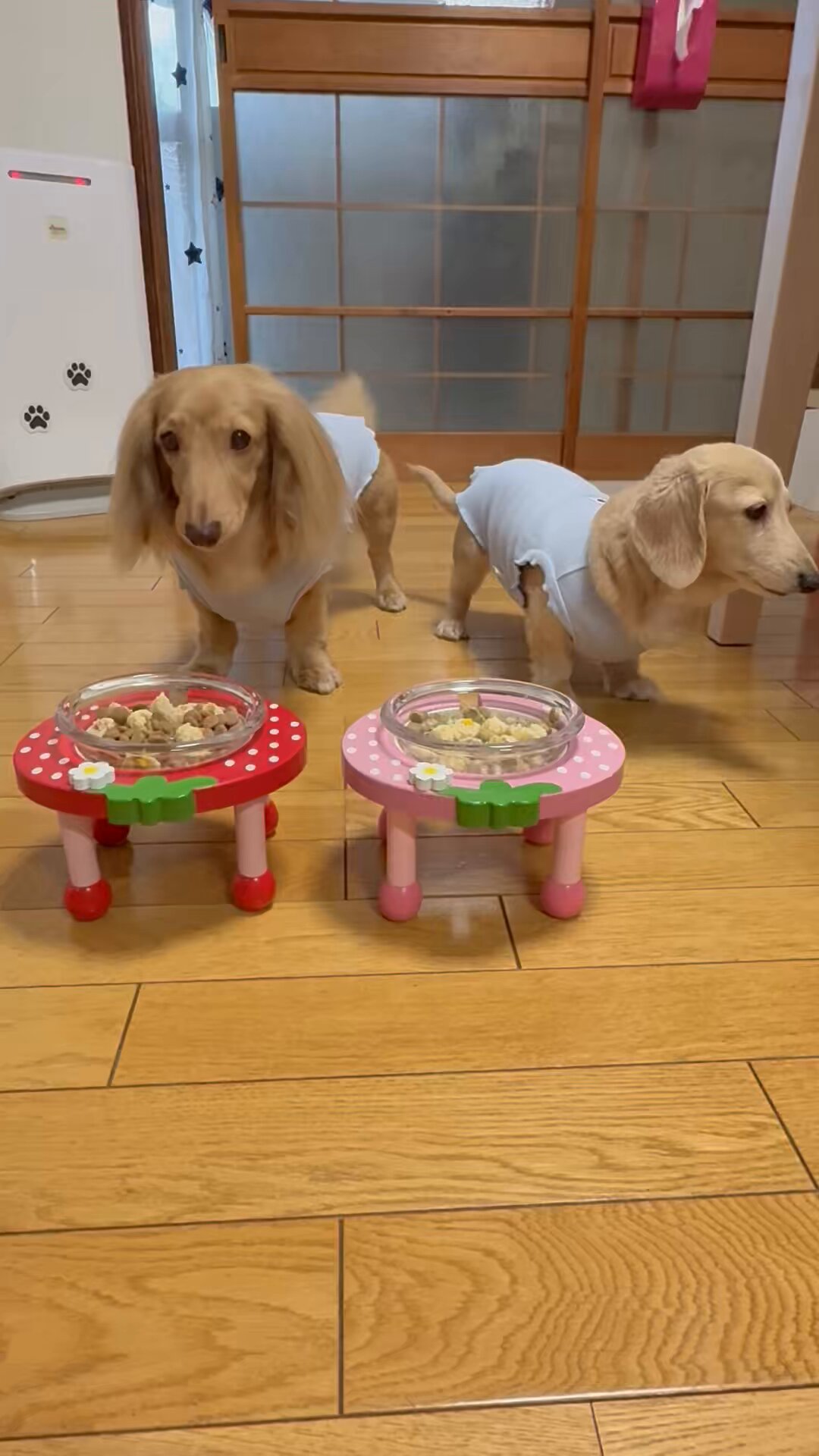 yuka様　①ワインレッド　緑　おてて横　ねこ耳に変更 2025年2月22日猫の日向け 猫ワインガタオよりガタオCANロゼ
