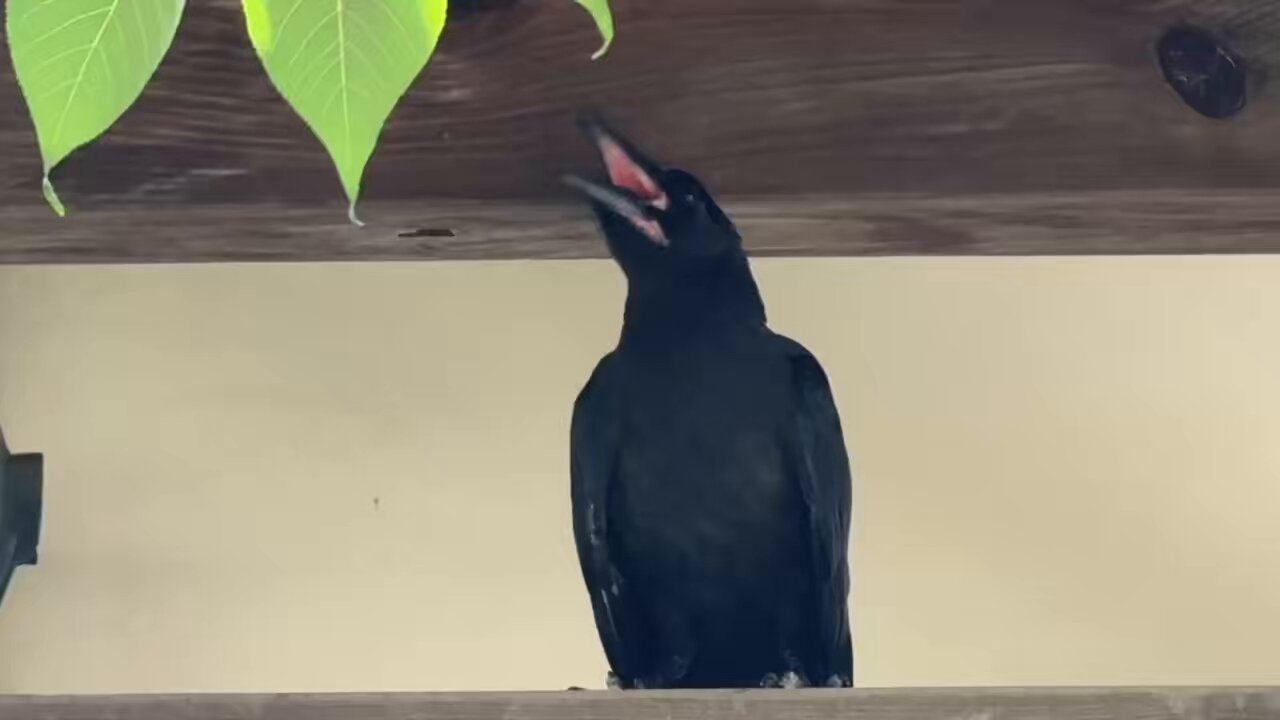 カラス - Search / X