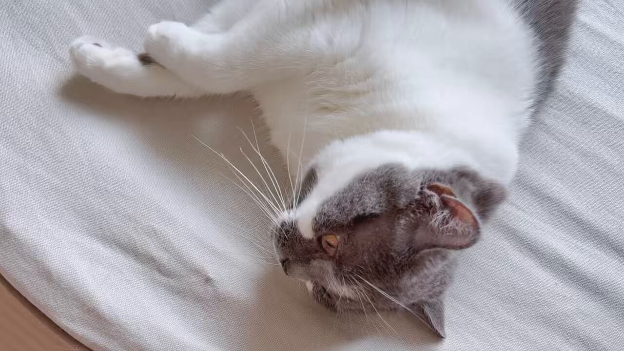 猫 la.vex #ねこ飼いませんか❗️ on X: 