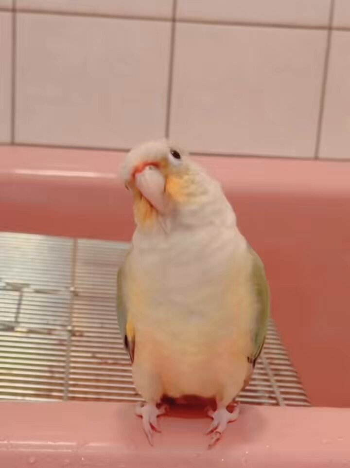 【真緒ページ】 「インコ☆オールスターズ」「ウロコインコさん」 ウロコインコ雛のご紹介です。 シズの兄妹ですよ。 是非会いに来