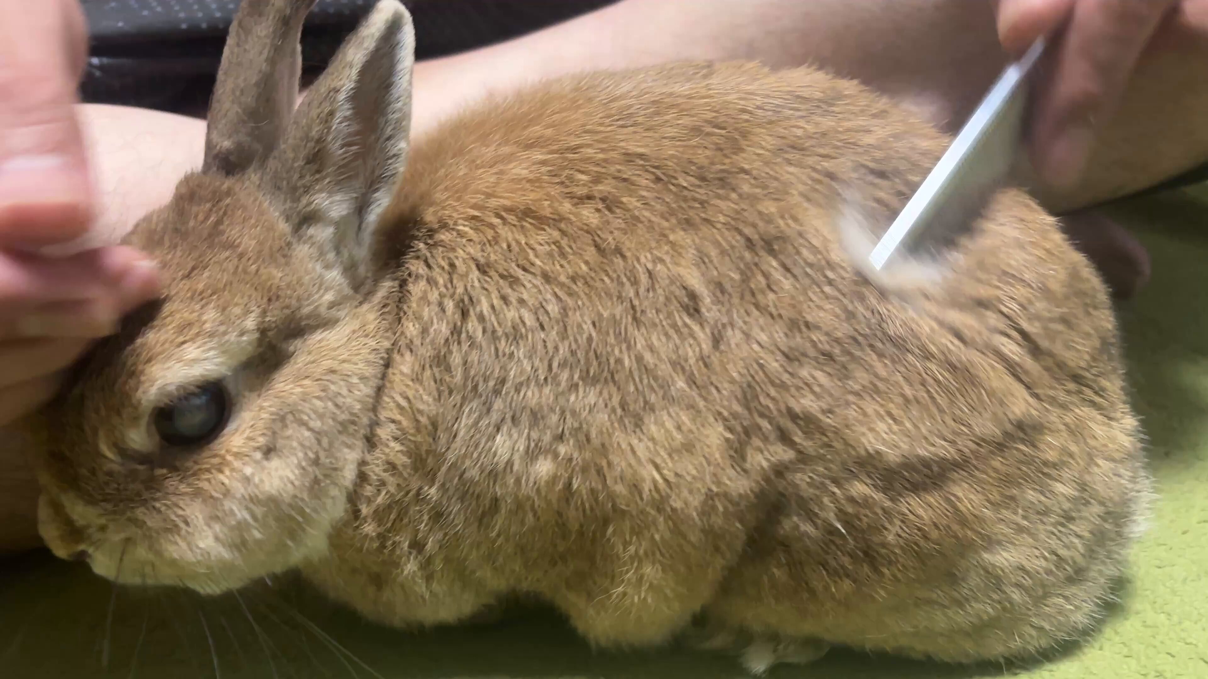 うさぎのらてちゃん。 on X: 