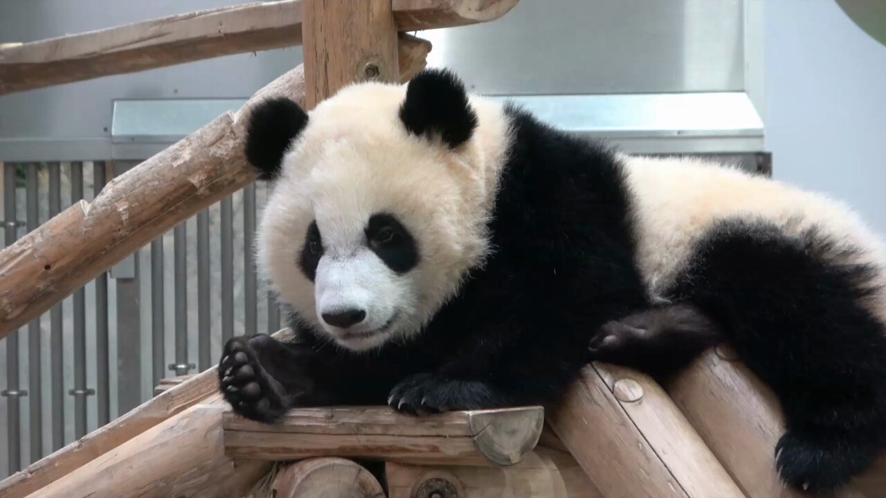 PANDA KENJI (@PANDA_KENJ1) / X