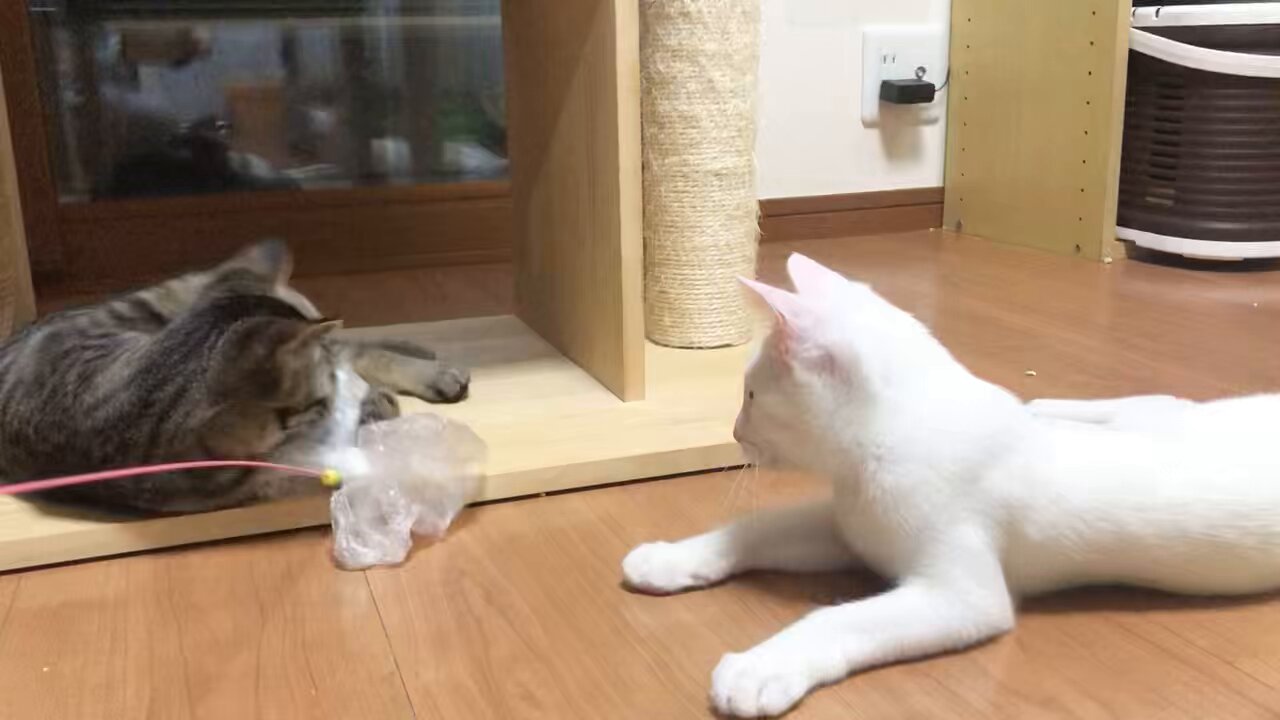 昭和レトロ希少❣【リーベ＆エルフ】白猫たち３匹 世界の猫 クッキーアソート LadyBear オンラインショップ