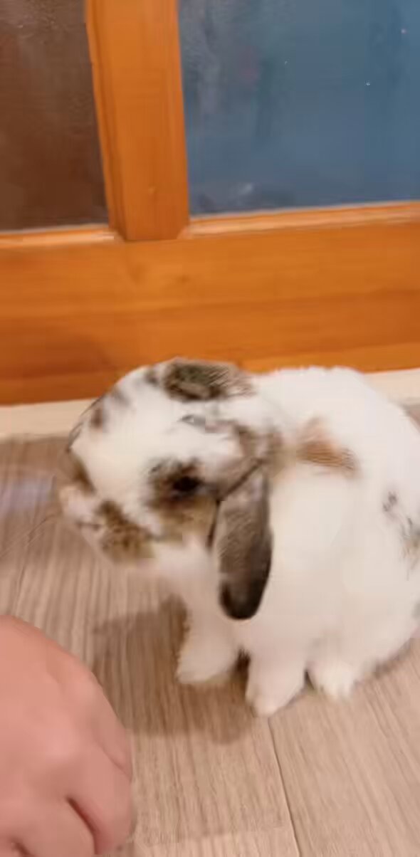 うさぎのうさじ on X: 