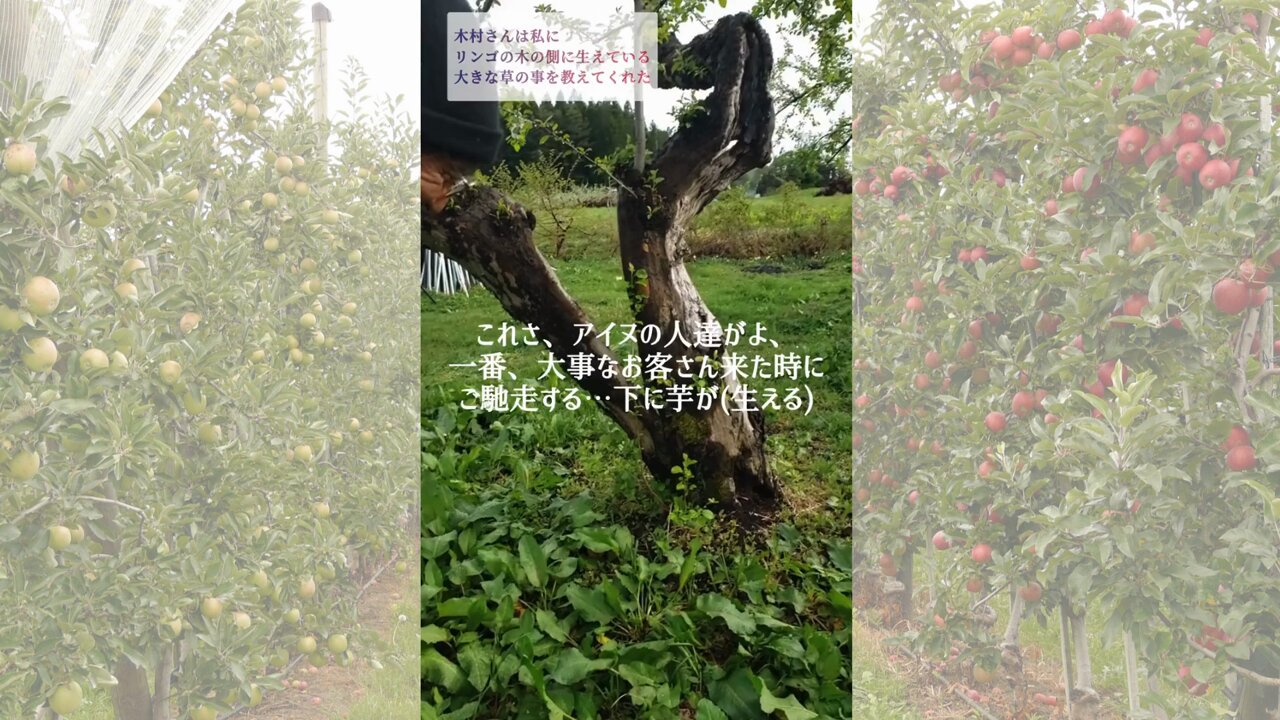 あの奇跡のリンゴがおしえてくれたこと　3枚組 あの奇跡のリンゴがおしえてくれたこと 3枚組 あの奇跡のリンゴ