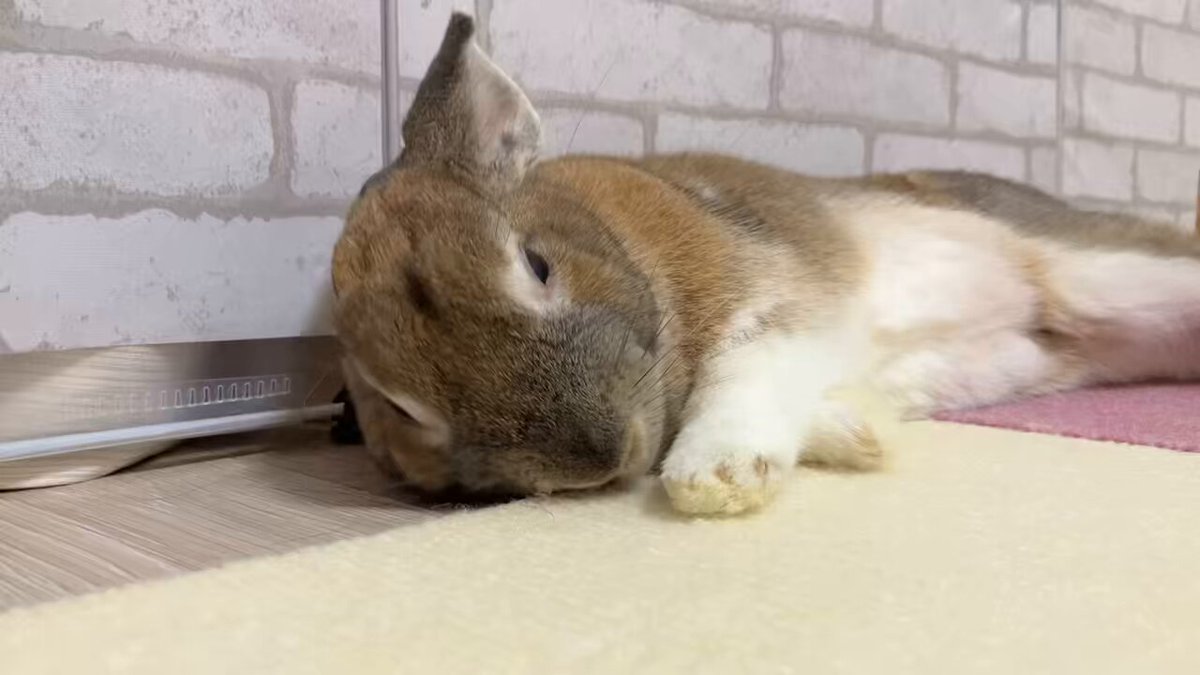 ウチのミカンちゃん【ミニウサギ】 on X: 