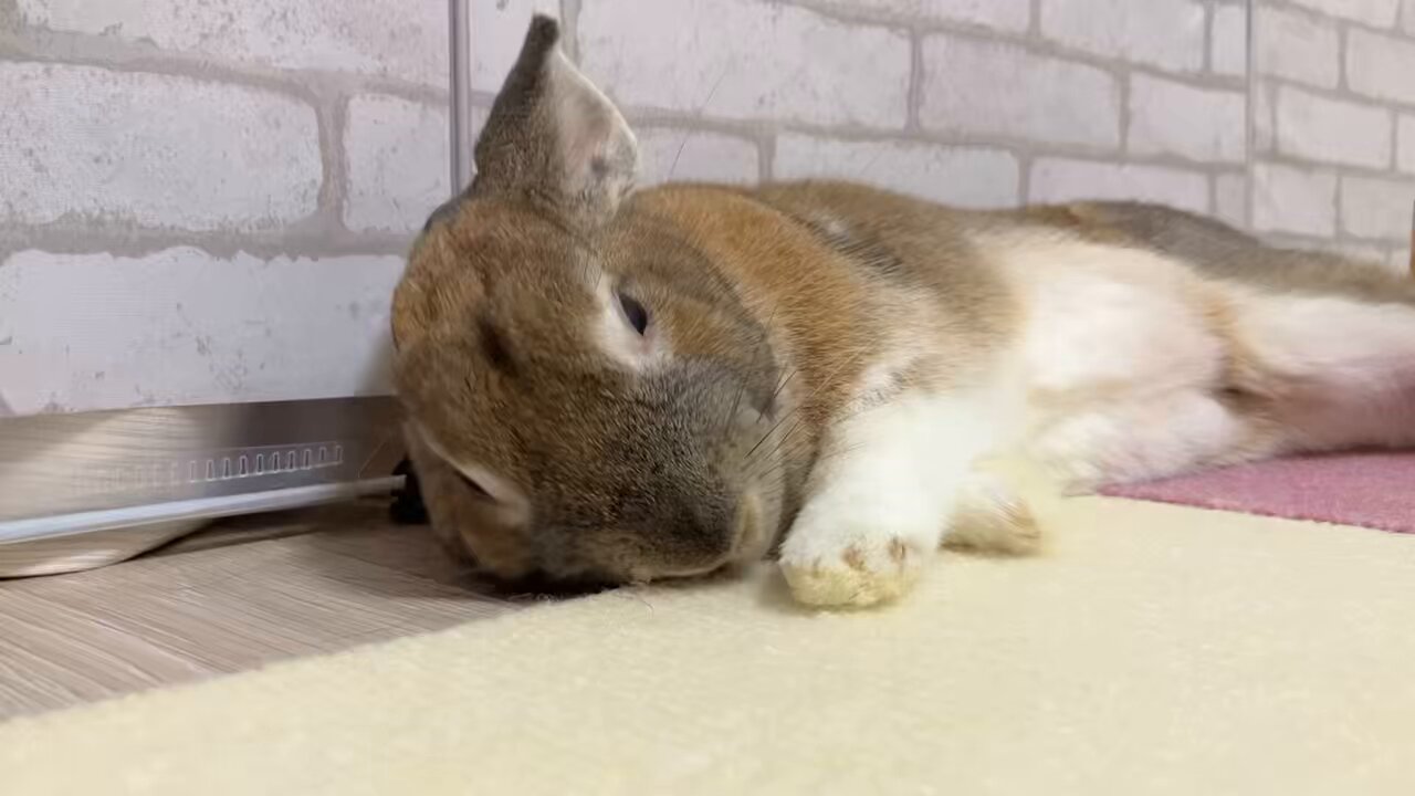ウチのミカンちゃん【ミニウサギ】 on X: 