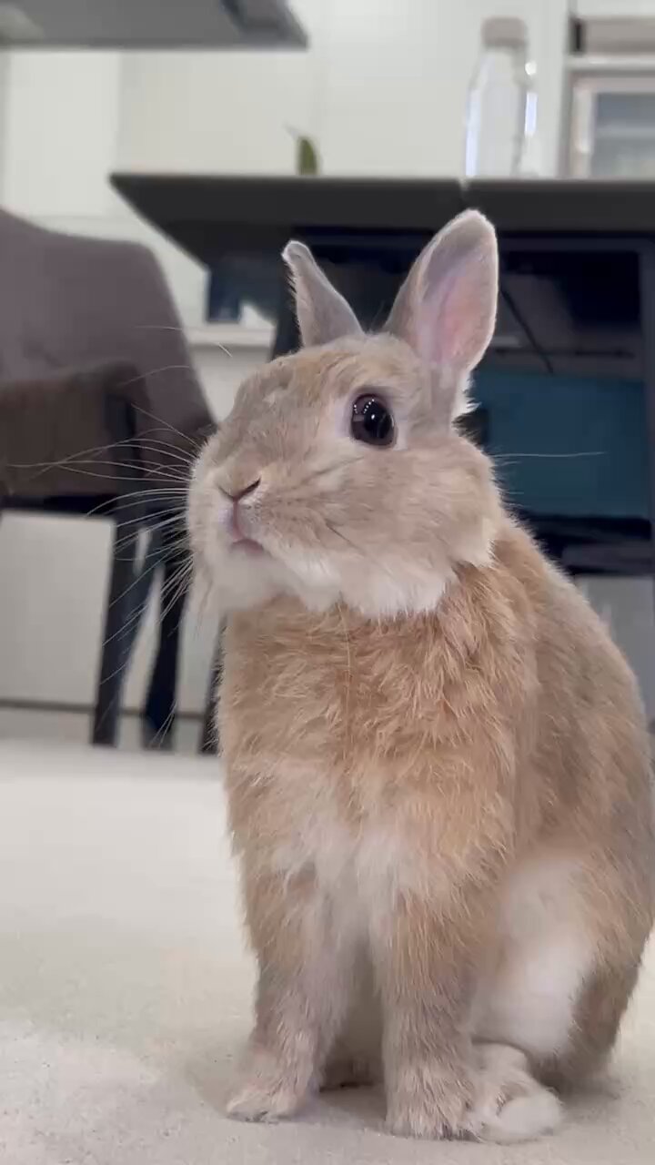 うさぎ うさぎのもか on X: 
