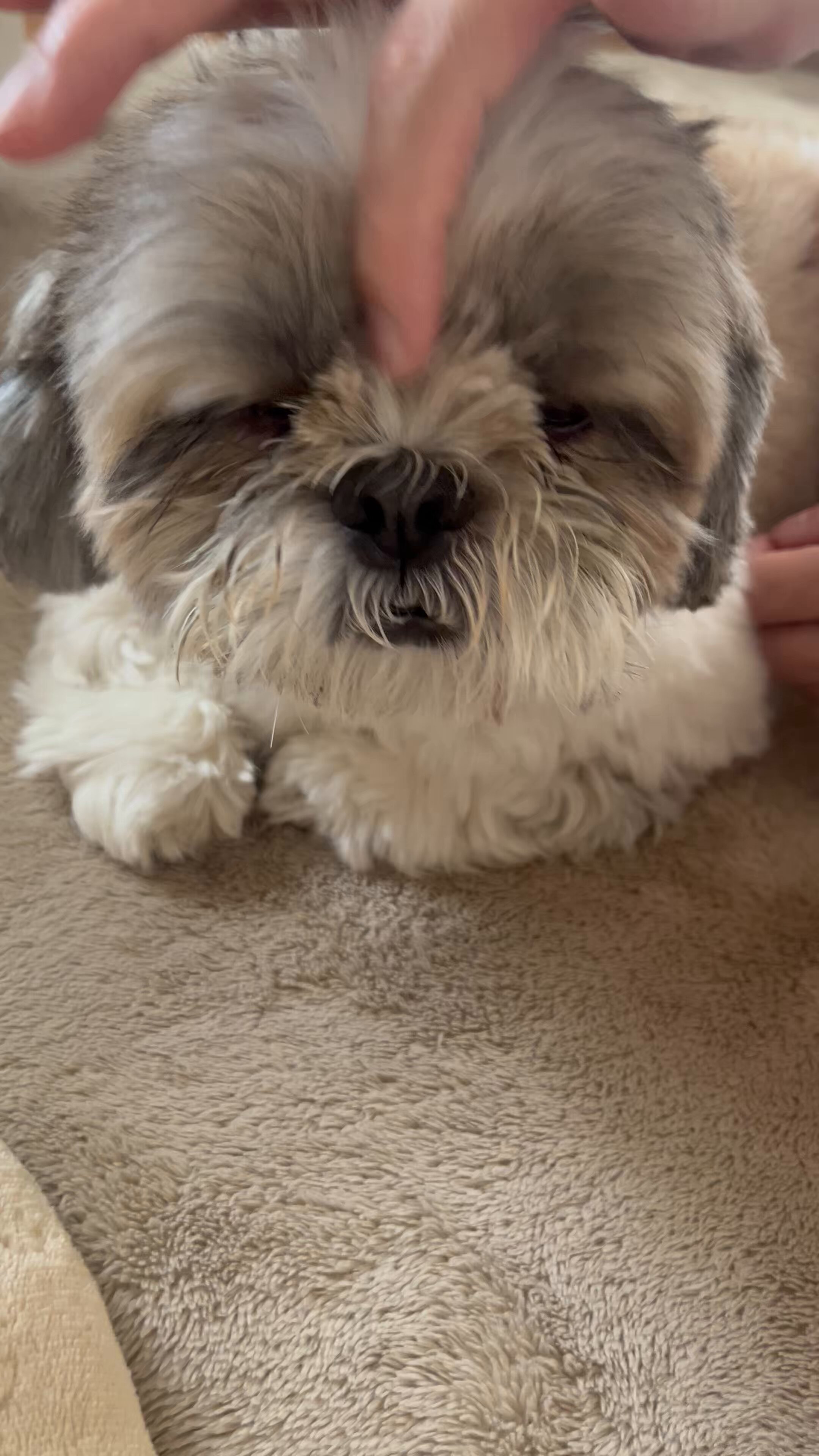 シーズー犬ページです♡ Amazon | シーズー犬ヴィンテージ日本の漢字アートかわいい