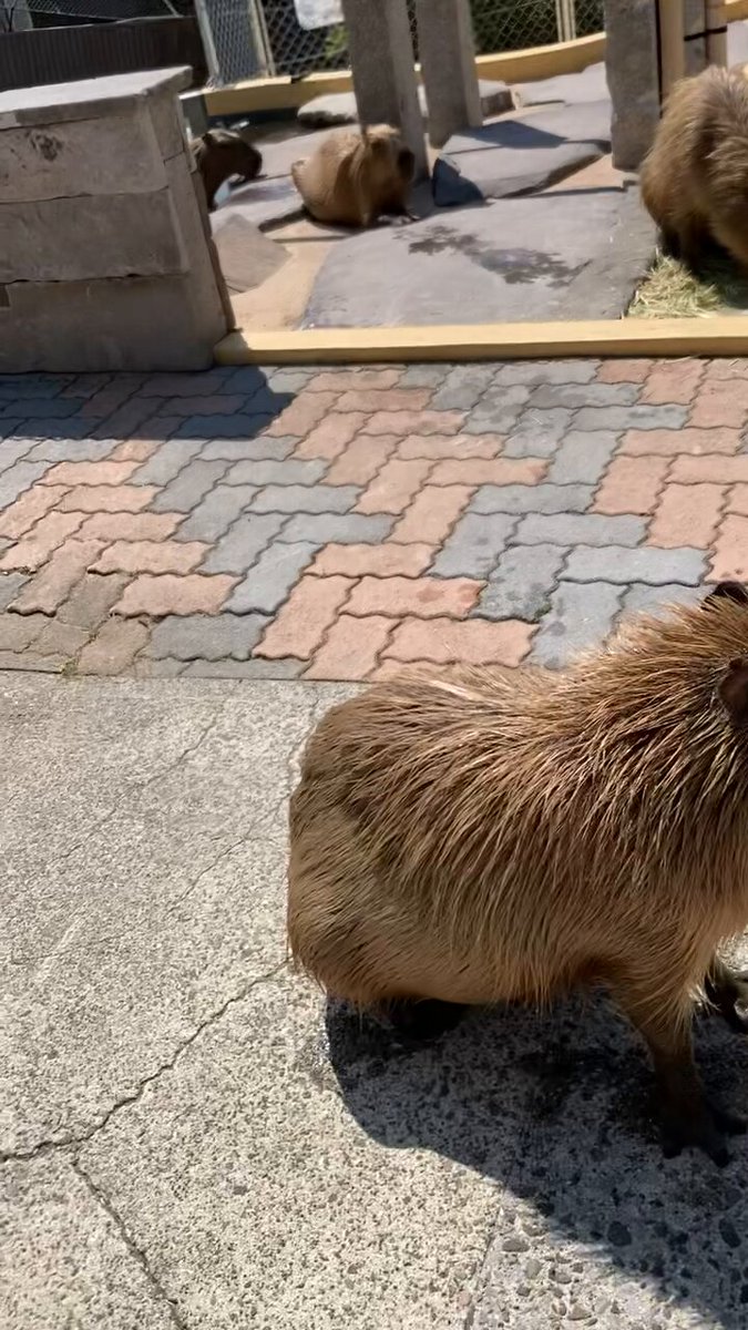 mameページ　たんぽぽ畑のイヌ　ピンクのカピバラ Amazon.co.jp: のほほんカピバラちゃんST びばのんてぬぐい