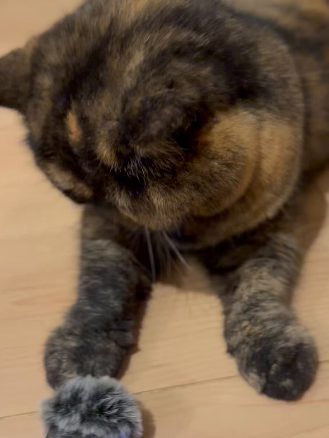 まんじゅう猫のきなこ on X: 