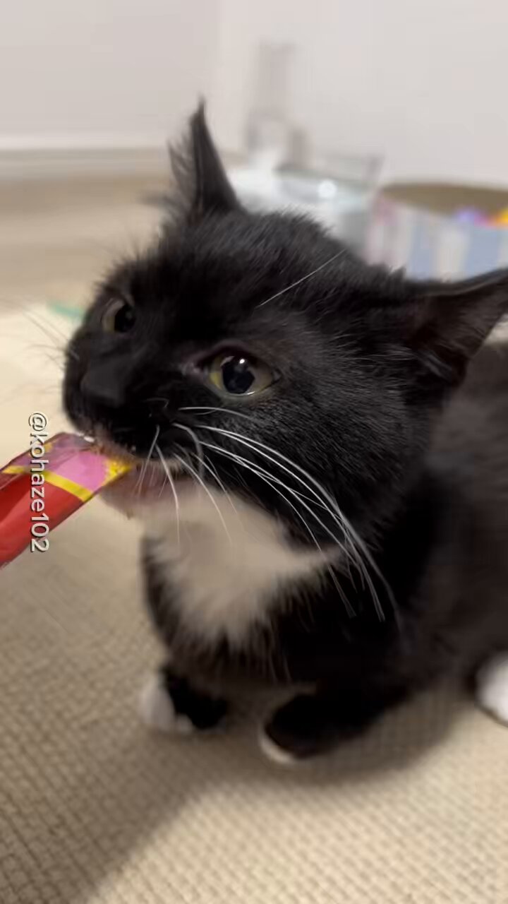 こねこ 鎌倉小町通りの路地裏komachi nekoのサブレ 〜猫缶〜 | basic