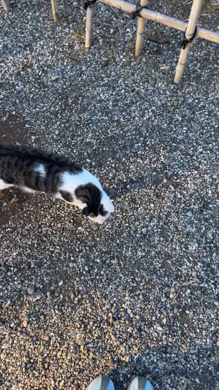 猫 la.vex #ねこ飼いませんか❗️ on X: 