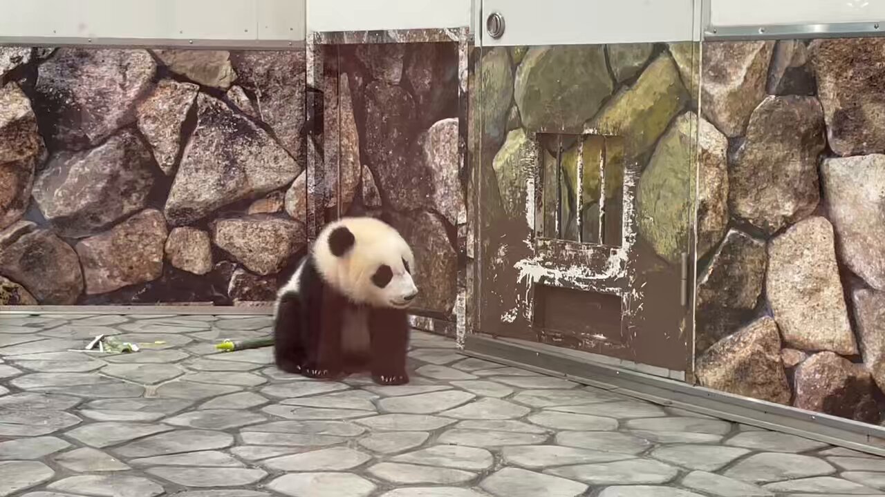 早い物勝ち❗️Xで人気爆上中作家ちはの❗️額付き原画！「お花に集まる動物たち」 ブーブー (@_buu_buu_) / X