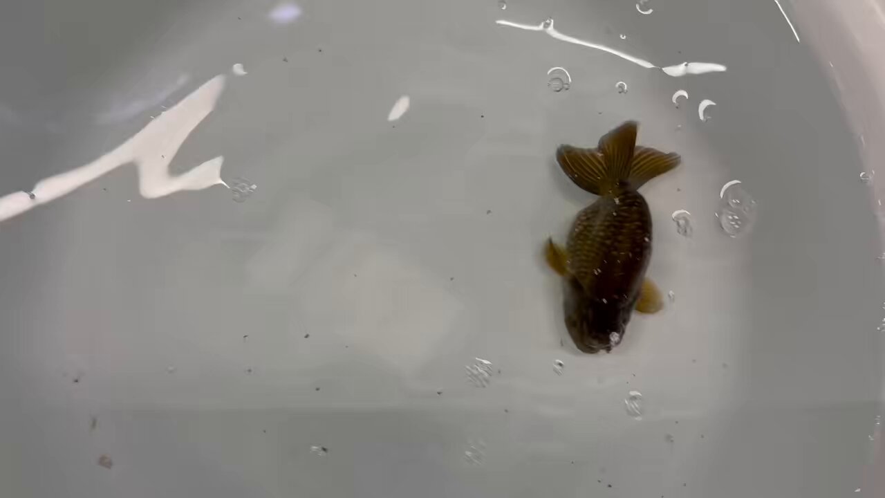 金魚の倉庫 on X: 