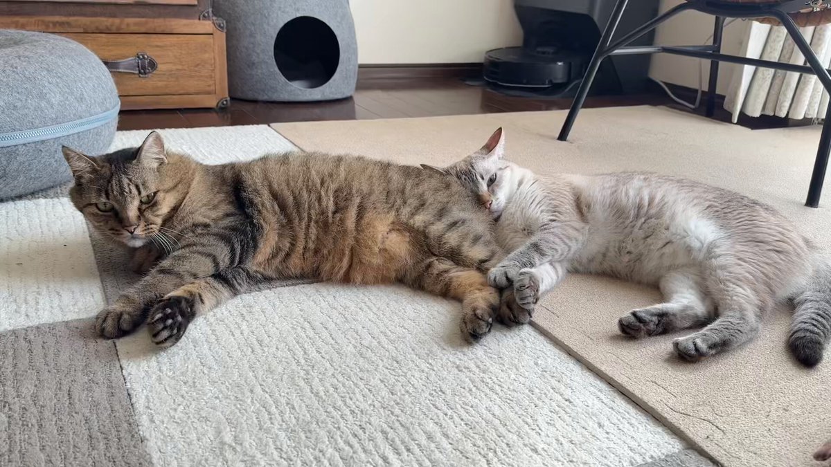 鈴猫🐾_すずねこ_bell_the_cat (@suzu_bell_neko) / X