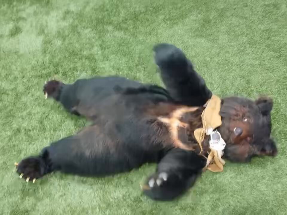 ここではきものをぬいでくださいさん 専用 すみっコぐらし ざっそうとようせいのお花畑 あじふらいのしっぽ