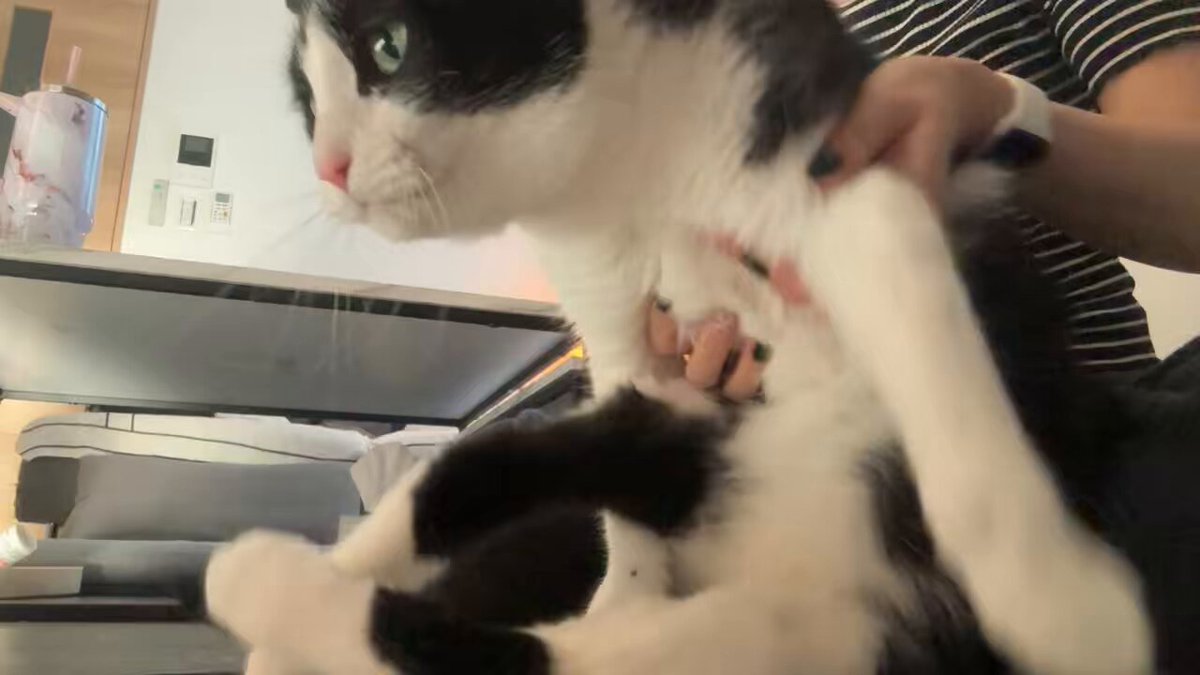 ねこハチ様 ページ アゴ乗せニャンコ 猫脱走注意 扉開閉注意 ネコがいます ハチワレ