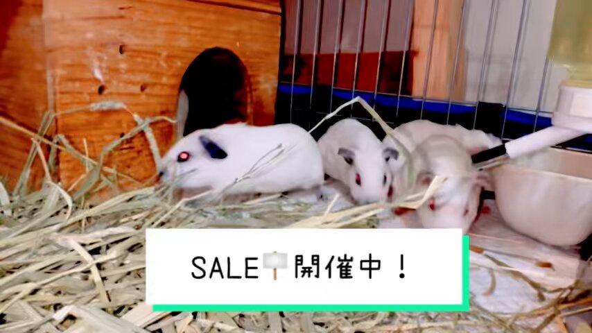 モルモットブリーダー 販売 CAVIES (@CAVIES_JAPAN) / X