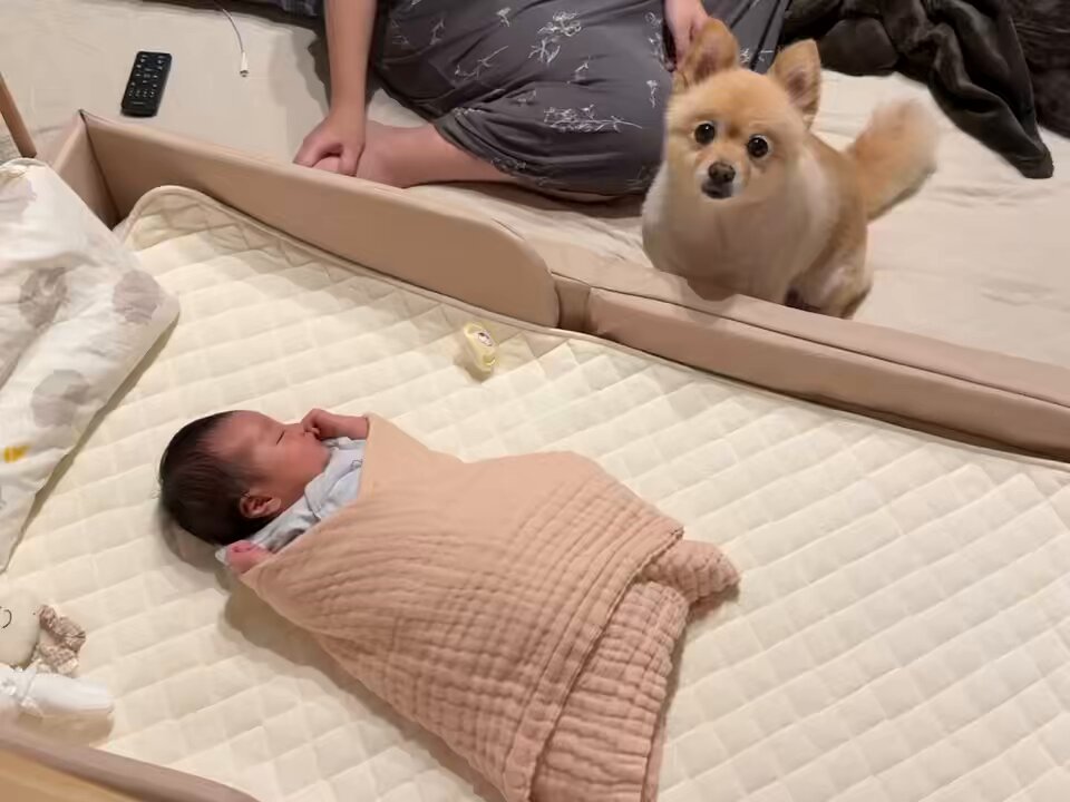 ポメラニアンのポメくん (@pome_pome_purin) / Posts / X