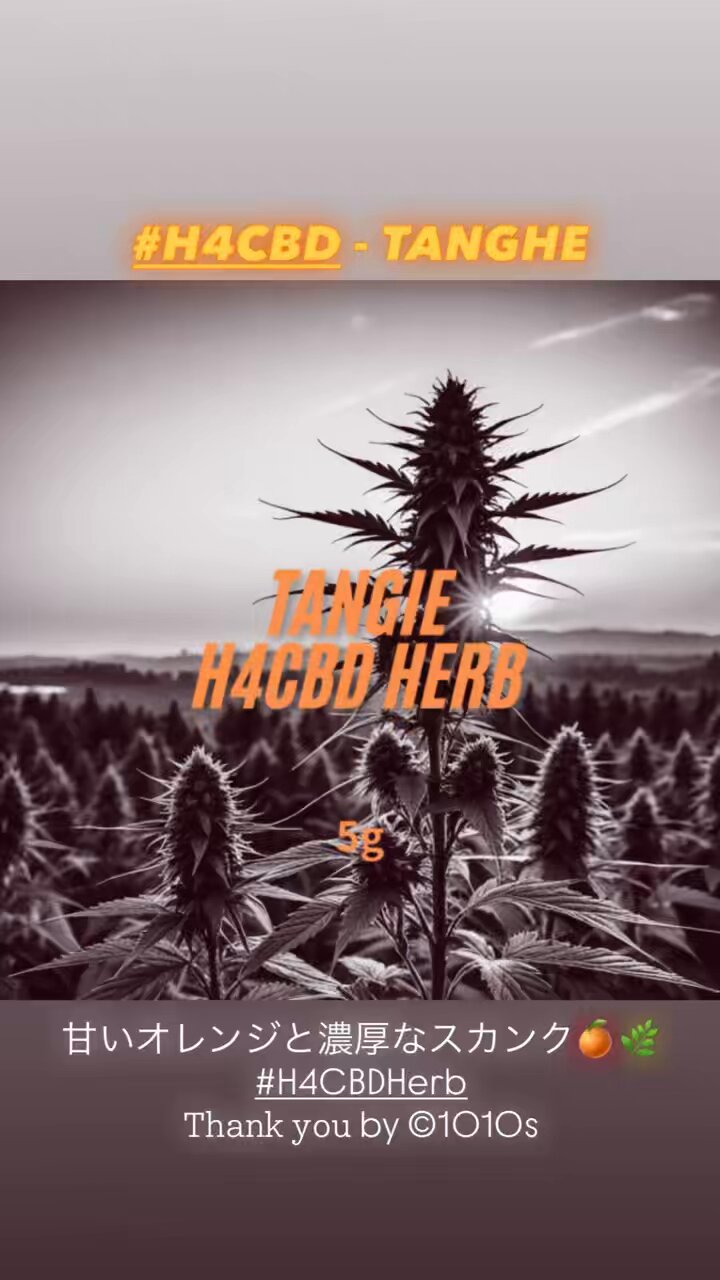 h4cbd - Search / X
