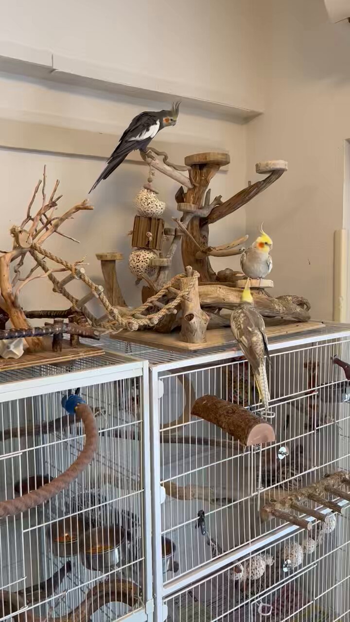 モンちゃん成長記録、時々オカメインコ on X: 