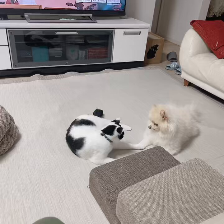 ポメラニアン⚠️プロフ確認必須！ページ ポメラニアン⚠️プロフ確認必須！ページ ポメラニアン