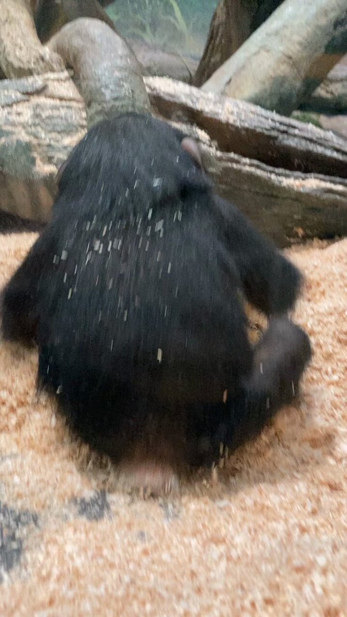⭐︎チンパンジー⭐︎ Ryu, please welcome Marimo. Higashiyama Zoo, Chimpanzee