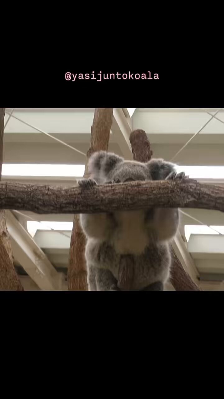 yasijun🐨🐨🐨コアラーイラストレーター on X: 
