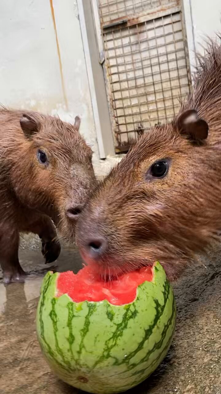 カピバラ子　0728ー0801 Six-month-old baby capybara is so into interacting with